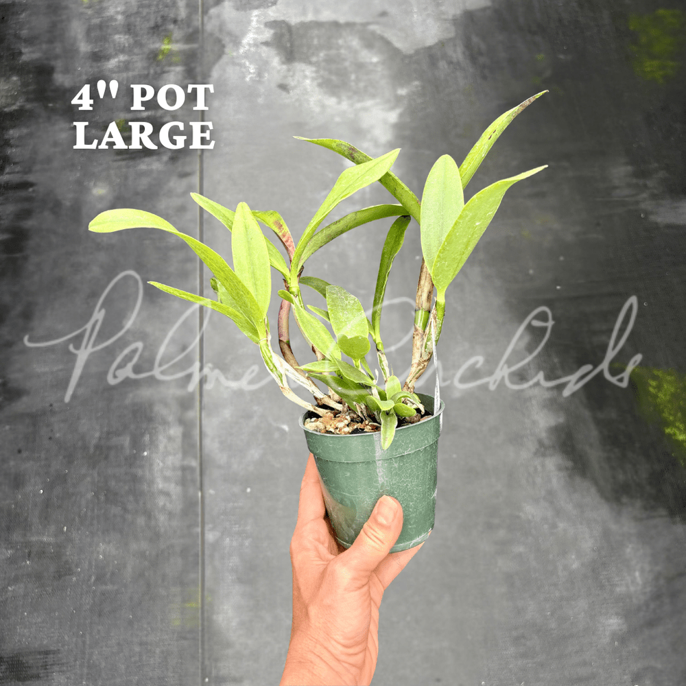 Cattleya Summer Spot-Small World — Palmer Orchids